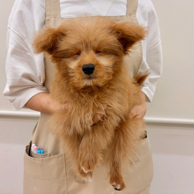埼玉県のポメプー(ポメラニアン×プードル) (かねだい所沢店/2025年9月5日生まれ/男の子/その他色)の子犬の3枚目の画像