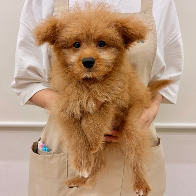 埼玉県のポメプー(ポメラニアン×プードル) (かねだい所沢店/2025年9月5日生まれ/男の子/その他色)の子犬の4枚目の画像