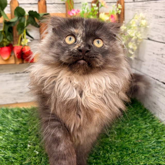 埼玉県のマンチカン (かねだい所沢店/2025年8月25日生まれ/女の子/トーティー)の子猫の1枚目の画像