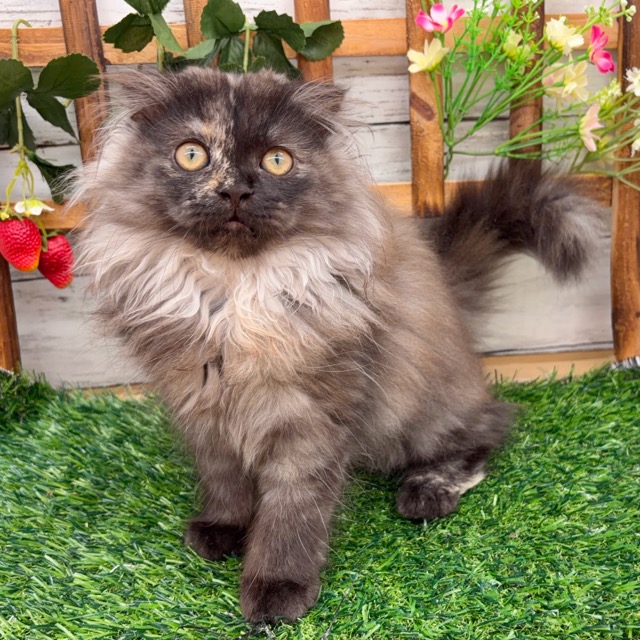 埼玉県のマンチカン (かねだい所沢店/2025年8月25日生まれ/女の子/トーティー)の子猫の2枚目の画像