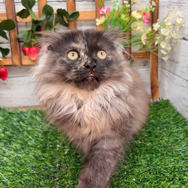 埼玉県のマンチカン (かねだい所沢店/2025年8月25日生まれ/女の子/トーティー)の子猫の3枚目の画像