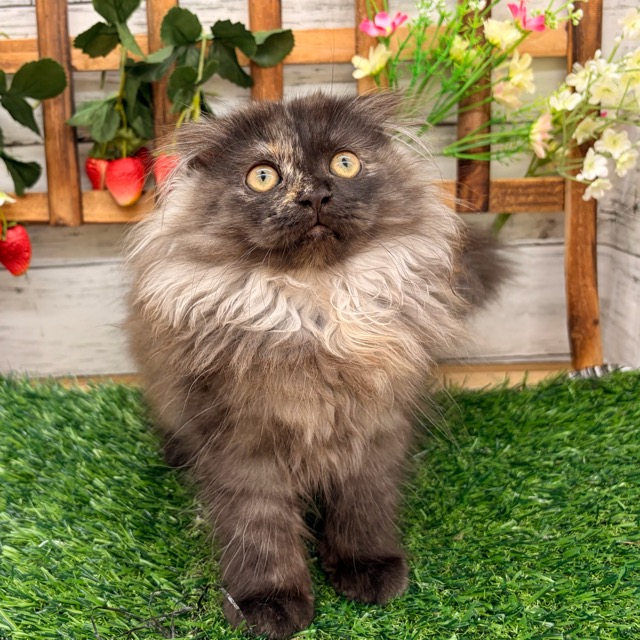 埼玉県のマンチカン (かねだい所沢店/2025年8月25日生まれ/女の子/トーティー)の子猫の4枚目の画像