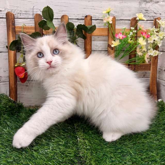 埼玉県のラグドール (かねだい所沢店/2025年8月29日生まれ/男の子/ブルーポイントバイカラー)の子猫の2枚目の画像