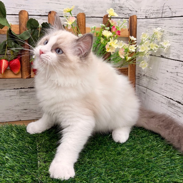 埼玉県のラグドール (かねだい所沢店/2025年8月29日生まれ/男の子/ブルーポイントバイカラー)の子猫の3枚目の画像