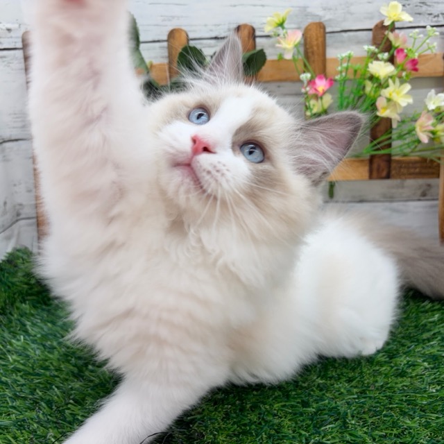 埼玉県のラグドール (かねだい所沢店/2025年8月29日生まれ/男の子/ブルーポイントバイカラー)の子猫の4枚目の画像