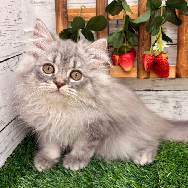 埼玉県のミヌエット (かねだい所沢店/2025年8月21日生まれ/男の子/ブルータビー)の子猫の1枚目の画像