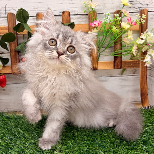 埼玉県のミヌエット (かねだい所沢店/2025年8月21日生まれ/男の子/ブルータビー)の子猫の2枚目の画像