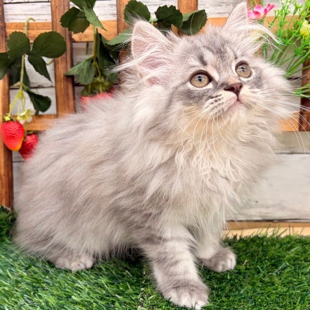 埼玉県のミヌエット (かねだい所沢店/2025年8月21日生まれ/男の子/ブルータビー)の子猫の3枚目の画像