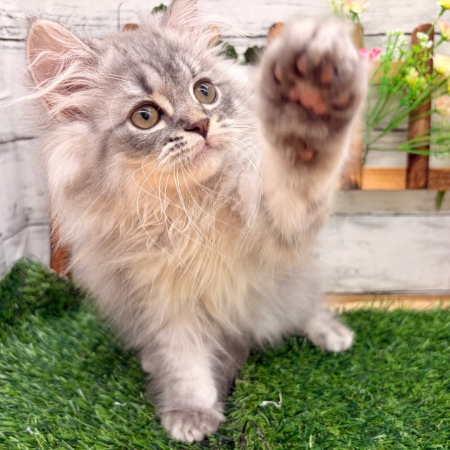 埼玉県のミヌエット (かねだい所沢店/2025年8月21日生まれ/男の子/ブルータビー)の子猫の4枚目の画像