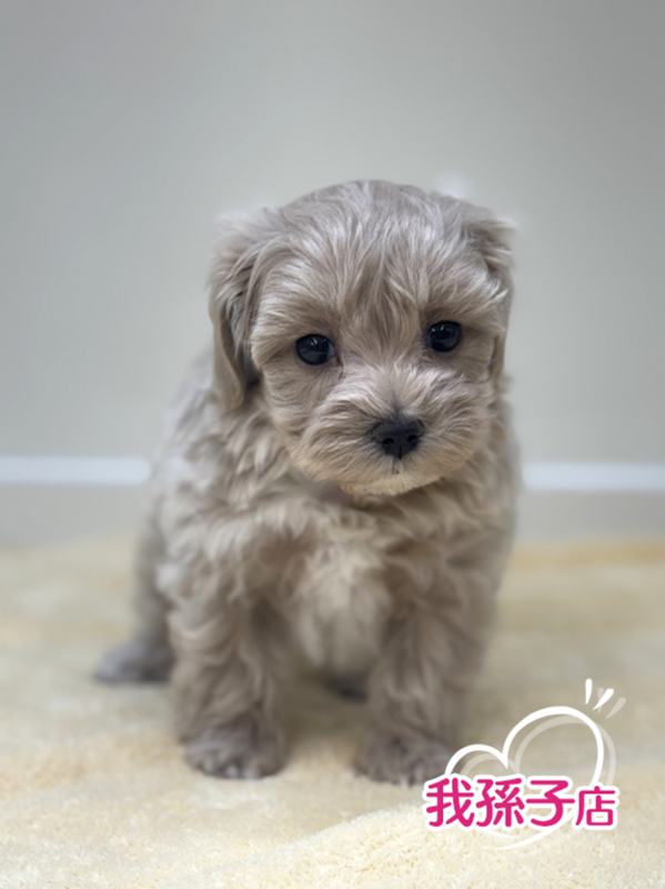 千葉県のマルプー(マルチーズ×プードル) (かねだい我孫子店/2025年10月3日生まれ/男の子/クリーム)の子犬の1枚目の画像