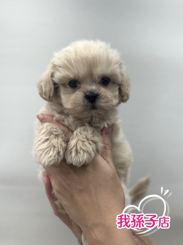 千葉県のペキプー(ペキニーズ×プードル) (かねだい我孫子店/2025年10月3日生まれ/男の子/その他色)の子犬の1枚目の画像