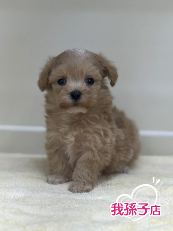 千葉県のマルプー(マルチーズ×プードル) (かねだい我孫子店/2025年10月3日生まれ/男の子/アプリコット)の子犬