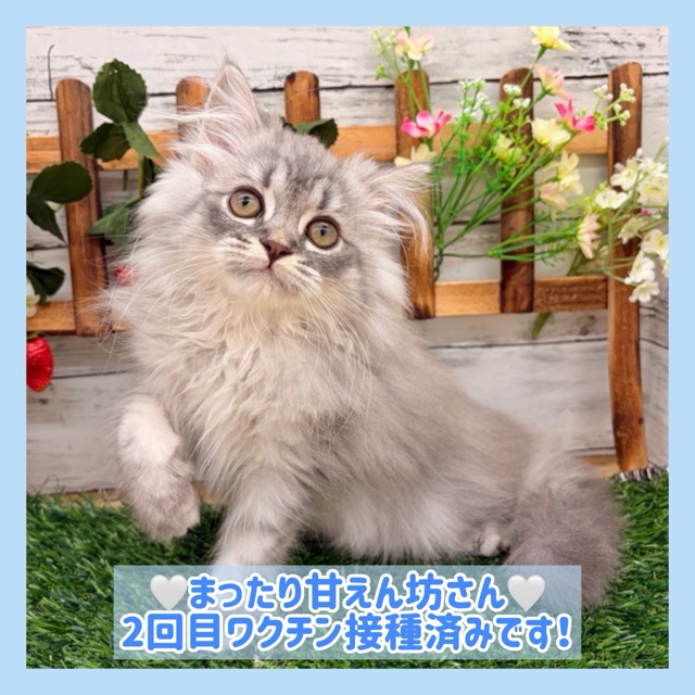 埼玉県のミヌエット (かねだい所沢店/2025年8月21日生まれ/男の子/ブルータビー)の子猫の1枚目の画像