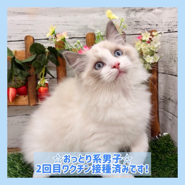 埼玉県のラグドール (かねだい所沢店/2025年8月29日生まれ/男の子/ブルーポイントバイカラー)の子猫の1枚目の画像