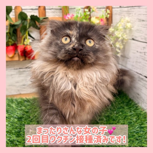 埼玉県のマンチカン (かねだい所沢店/2025年8月25日生まれ/女の子/トーティー)の子猫の1枚目の画像