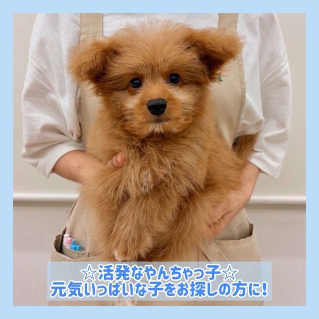 埼玉県のポメプー(ポメラニアン×プードル) (かねだい所沢店/2025年9月5日生まれ/男の子/その他色)の子犬の1枚目の画像