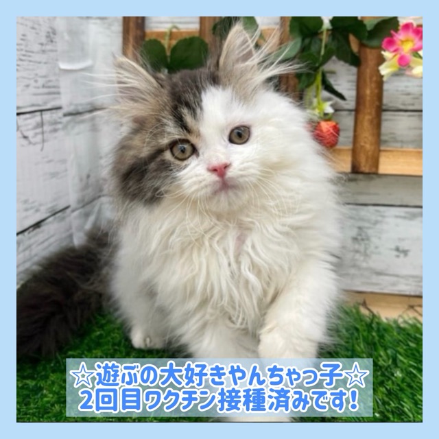 埼玉県のスコティッシュフォールド (かねだい所沢店/2025年9月3日生まれ/男の子/ブラックタビーホワイト)の子猫の1枚目の画像