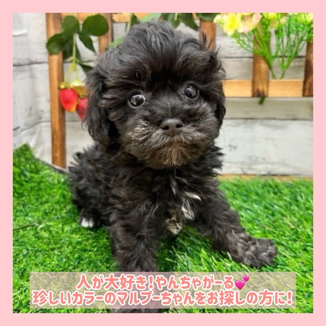 埼玉県のマルプー(マルチーズ×プードル) (かねだい所沢店/2025年9月13日生まれ/女の子/その他色)の子犬の1枚目の画像