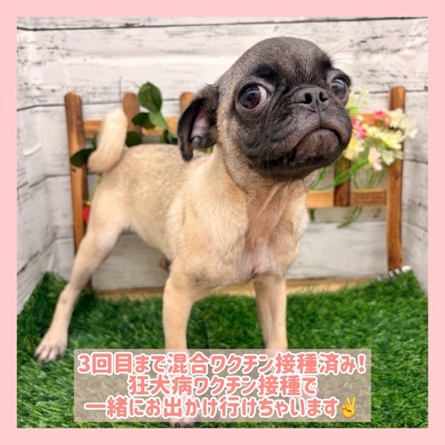 埼玉県のパグ (かねだい所沢店/2025年8月11日生まれ/女の子/フォーン)の子犬の1枚目の画像