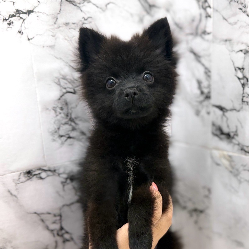 神奈川県のポメラニアン (かねだい東戸塚店/2025年8月23日生まれ/男の子/ブラック)の子犬の1枚目の画像