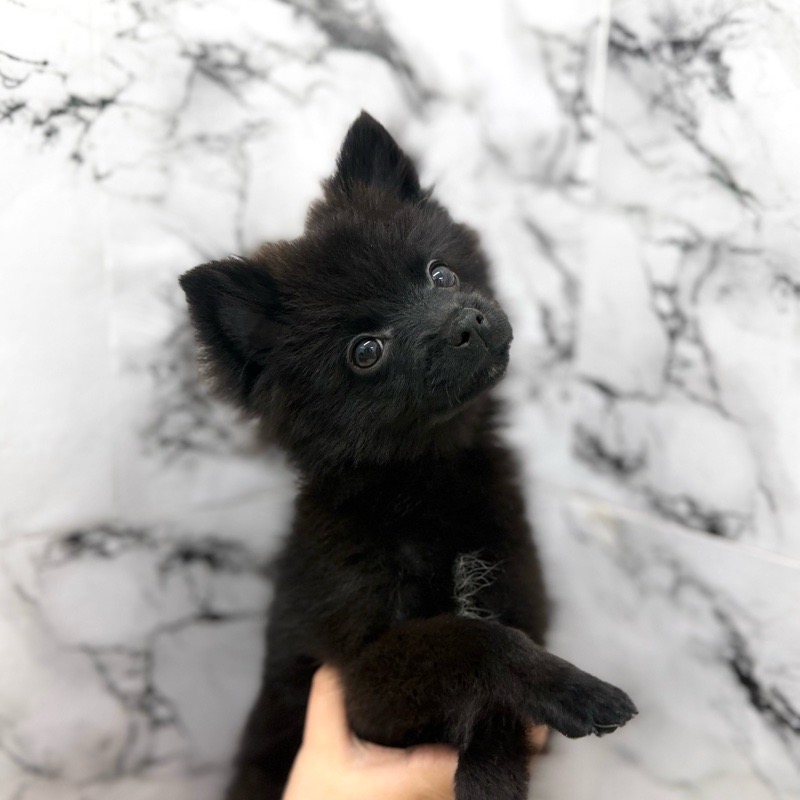 神奈川県のポメラニアン (かねだい東戸塚店/2025年8月23日生まれ/男の子/ブラック)の子犬の2枚目の画像