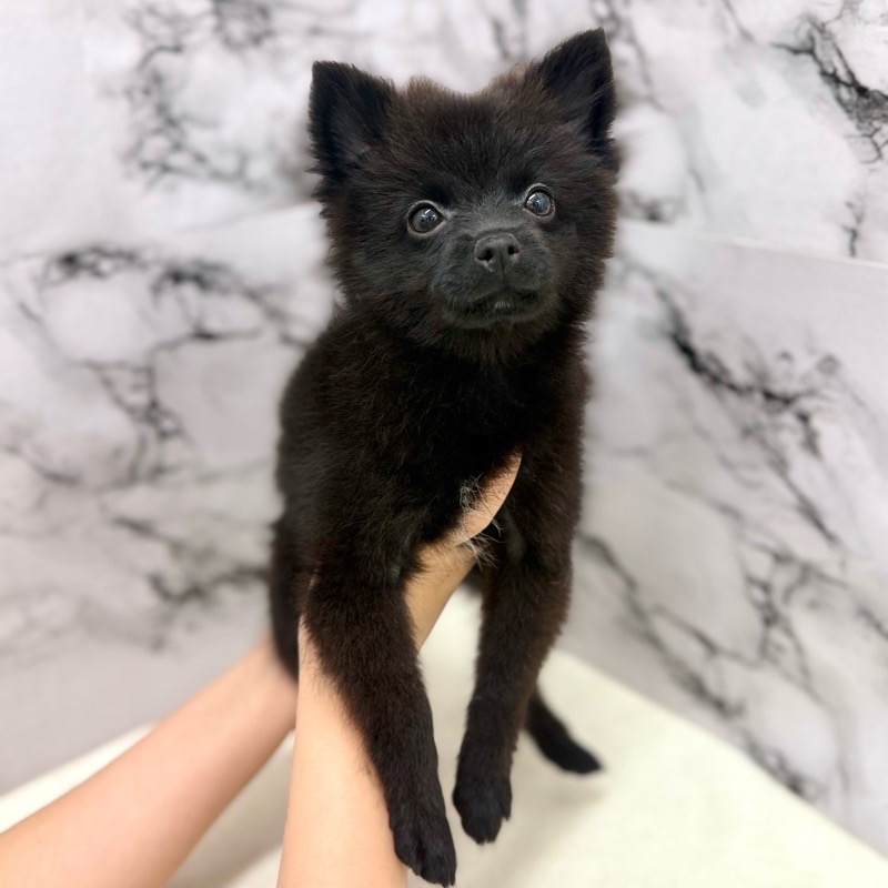 神奈川県のポメラニアン (かねだい東戸塚店/2025年8月23日生まれ/男の子/ブラック)の子犬の3枚目の画像