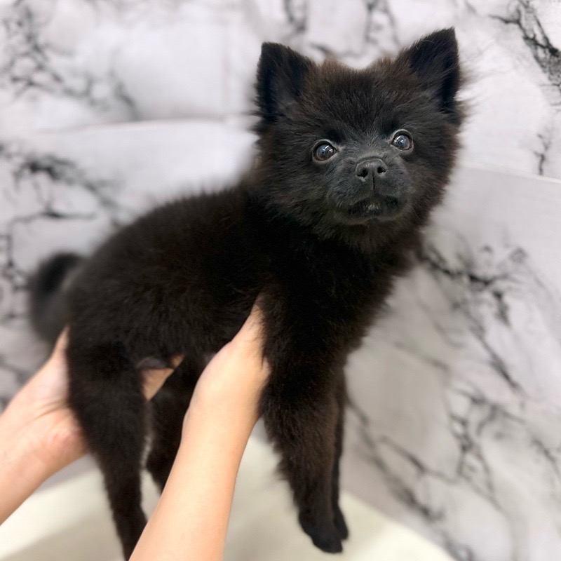 神奈川県のポメラニアン (かねだい東戸塚店/2025年8月23日生まれ/男の子/ブラック)の子犬の4枚目の画像