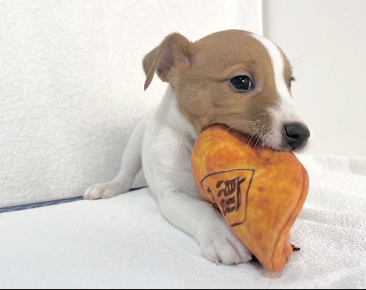 群馬県のジャックラッセルテリア (かねだいペットトライアル桐生/2025年9月27日生まれ/男の子/ホワイトタン)の子犬の3枚目の画像
