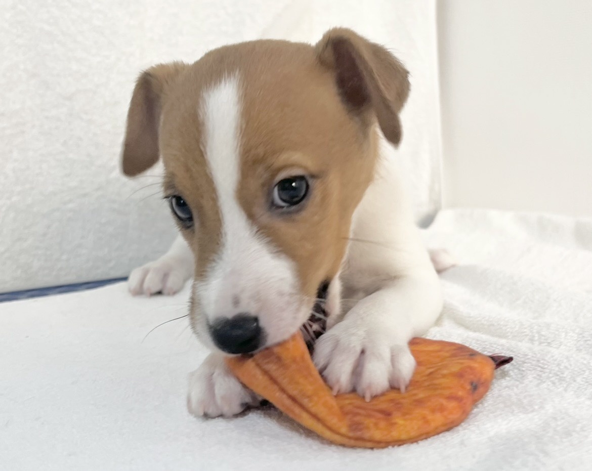 群馬県のジャックラッセルテリア (かねだいペットトライアル桐生/2025年9月27日生まれ/男の子/ホワイトタン)の子犬の1枚目の画像