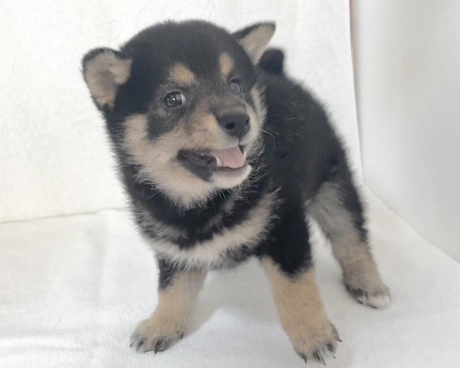 群馬県の柴犬(標準サイズ) (かねだいペットトライアル桐生/2025年9月21日生まれ/女の子/黒)の子犬の3枚目の画像