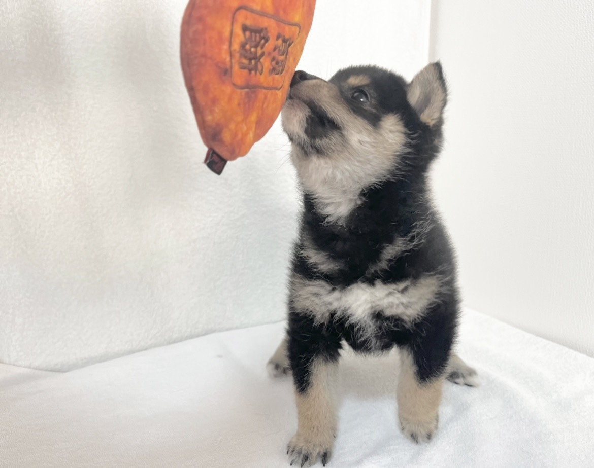 群馬県の柴犬(標準サイズ) (かねだいペットトライアル桐生/2025年9月21日生まれ/女の子/黒)の子犬の4枚目の画像