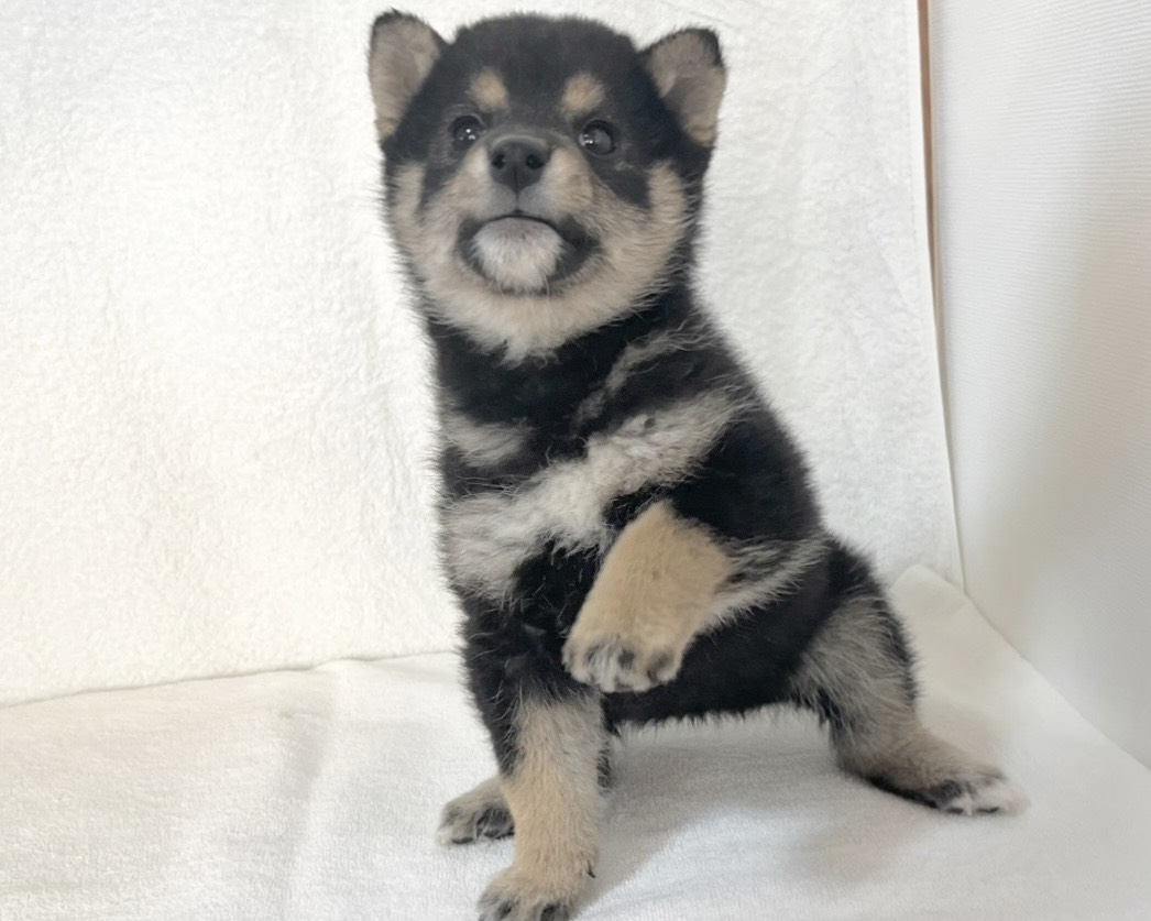 群馬県の柴犬(標準サイズ) (かねだいペットトライアル桐生/2025年9月21日生まれ/女の子/黒)の子犬の2枚目の画像