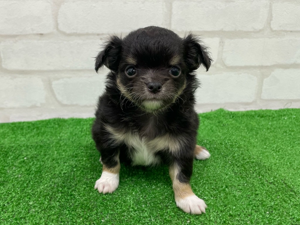 東京都のチワワ(ロング) (かねだい立川店/2025年10月11日生まれ/女の子/ブラックタンホワイト)の子犬