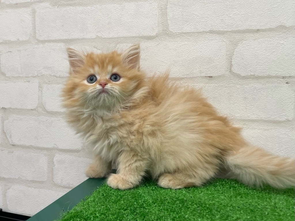 東京都のミヌエット (かねだい立川店/2025年10月10日生まれ/女の子/レッドタビー)の子猫