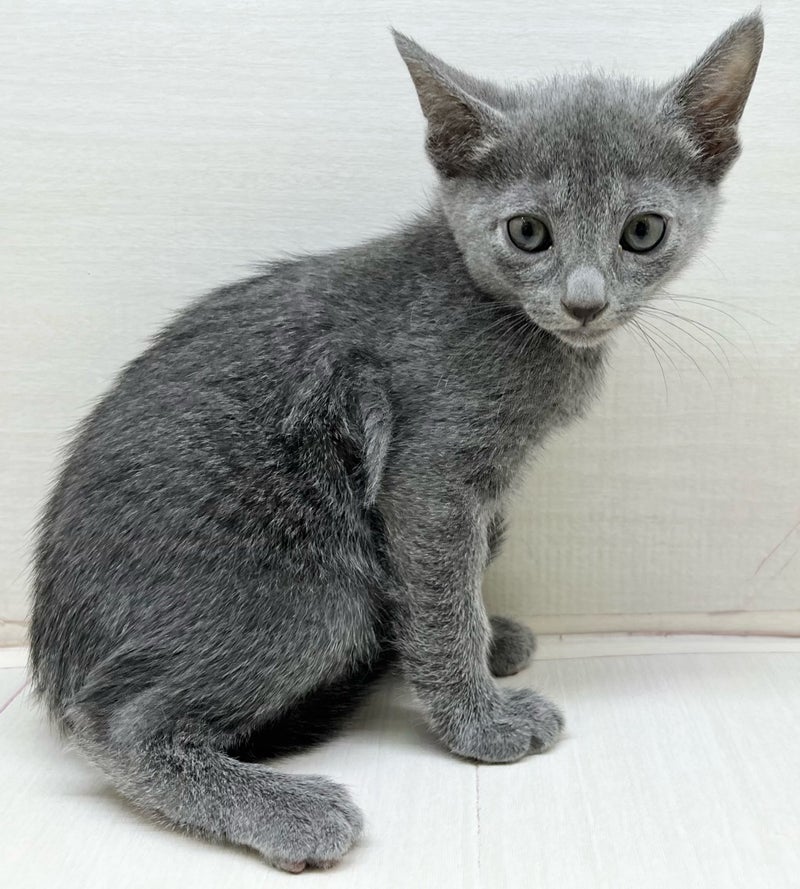 価格の安い☆八千代店・今週入舎のワンちゃん・ネコちゃん☆ / ペット