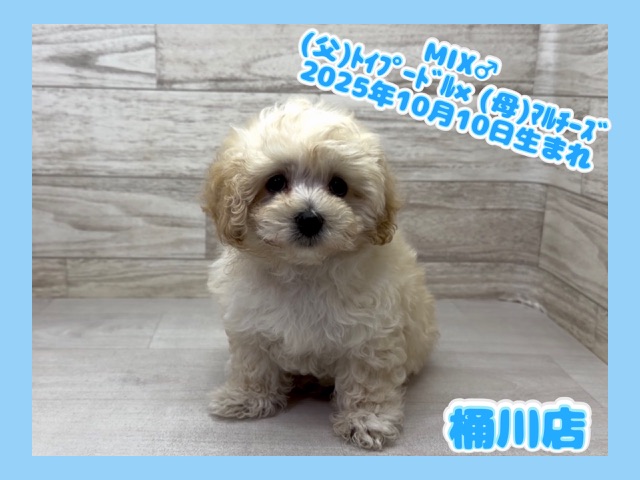 2025年10月10日生まれのマルプー(マルチーズ×プードル)