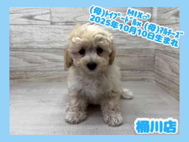 2025年10月10日生まれのマルプー(マルチーズ×プードル)