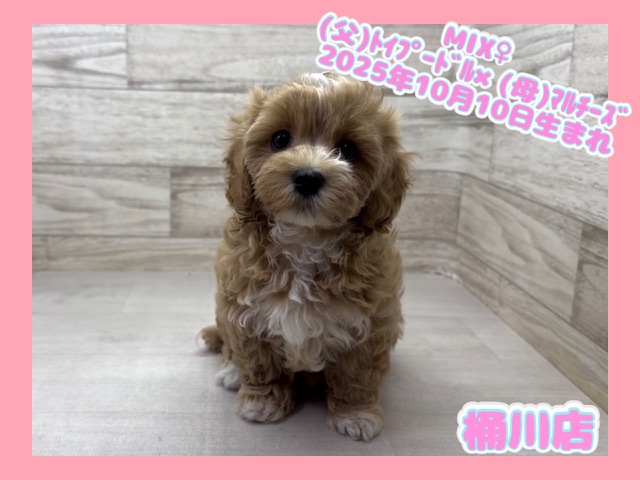 2025年10月10日生まれのマルプー(マルチーズ×プードル)