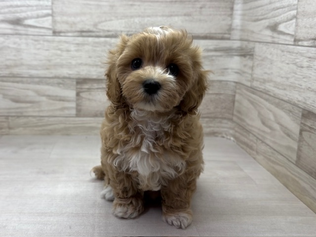 埼玉県のマルプー(マルチーズ×プードル) (かねだい桶川店/2025年10月10日生まれ/女の子/その他色)の子犬の2枚目の画像