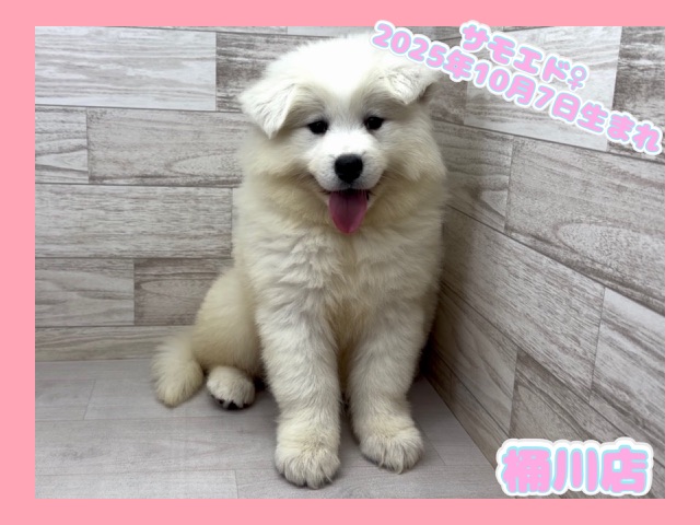 埼玉県のサモエド (かねだい桶川店/2025年10月7日生まれ/女の子/ホワイト)の子犬の1枚目の画像