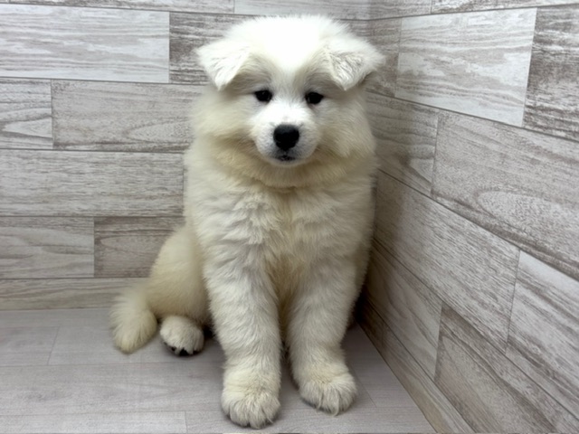 埼玉県のサモエド (かねだい桶川店/2025年10月7日生まれ/女の子/ホワイト)の子犬の2枚目の画像