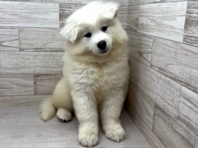埼玉県のサモエド (かねだい桶川店/2025年10月7日生まれ/女の子/ホワイト)の子犬の3枚目の画像