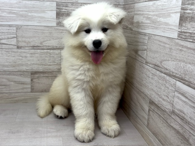 埼玉県のサモエド (かねだい桶川店/2025年10月7日生まれ/女の子/ホワイト)の子犬の4枚目の画像