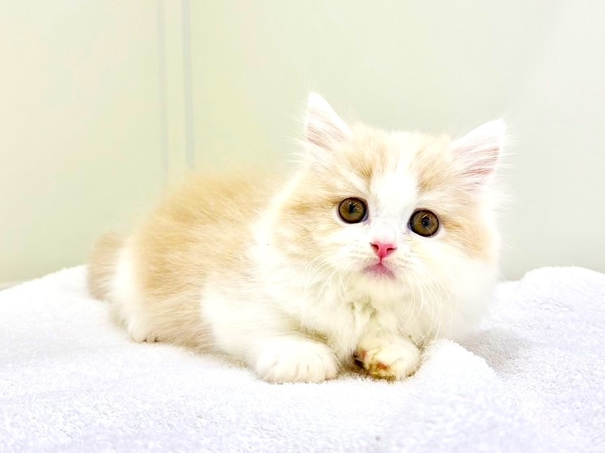 東京都のマンチカン (かねだい本町田店/2025年10月2日生まれ/男の子/クリームホワイト)の子猫の1枚目の画像