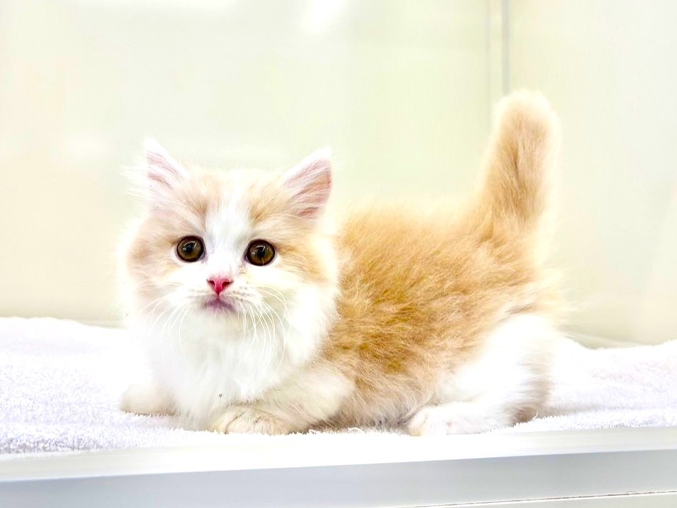 東京都のマンチカン (かねだい本町田店/2025年10月2日生まれ/男の子/クリームホワイト)の子猫の2枚目の画像