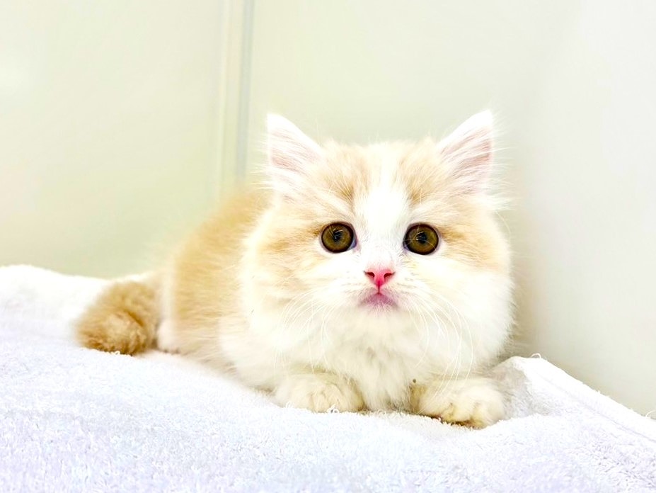 東京都のマンチカン (かねだい本町田店/2025年10月2日生まれ/男の子/クリームホワイト)の子猫の3枚目の画像