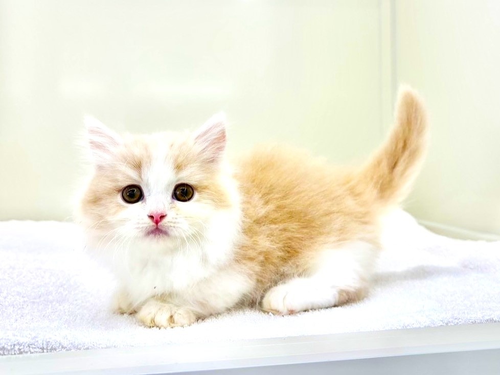 東京都のマンチカン (かねだい本町田店/2025年10月2日生まれ/男の子/クリームホワイト)の子猫の4枚目の画像