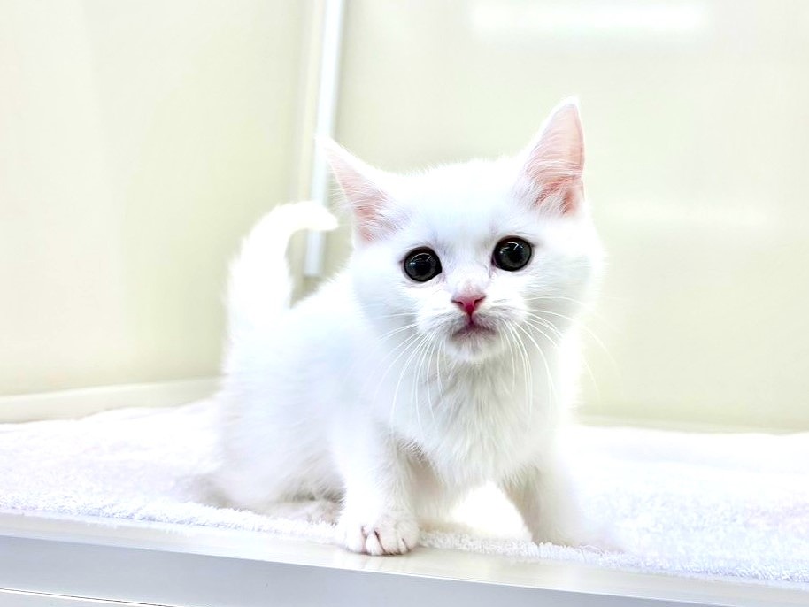 東京都のマンチカン (かねだい本町田店/2025年10月3日生まれ/男の子/ホワイト)の子猫の1枚目の画像