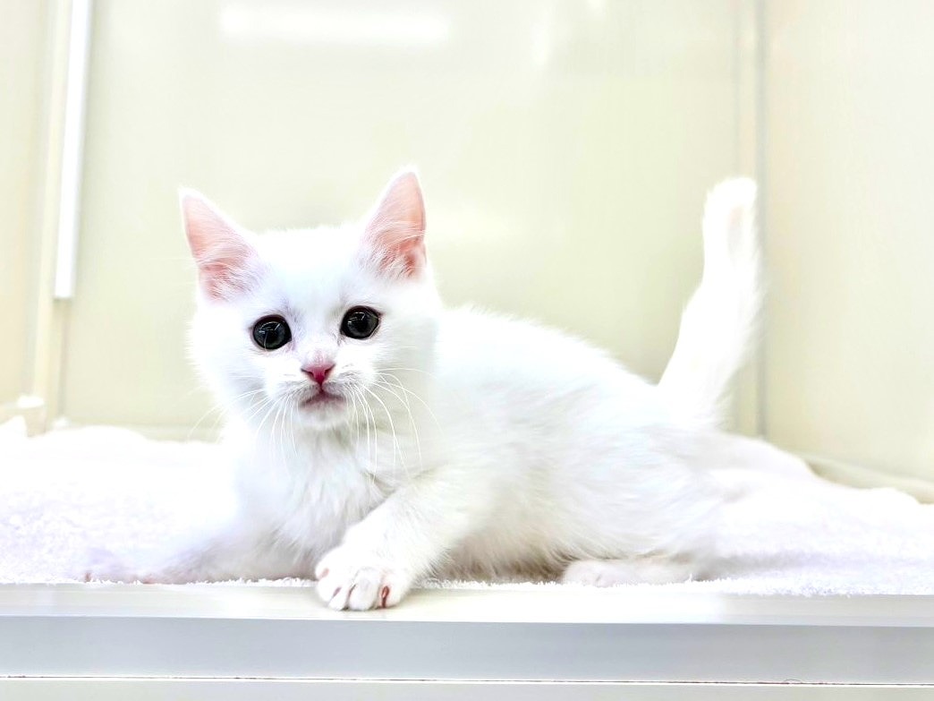 東京都のマンチカン (かねだい本町田店/2025年10月3日生まれ/男の子/ホワイト)の子猫の2枚目の画像