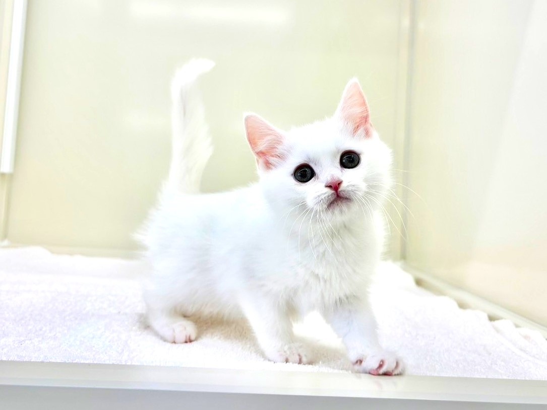 東京都のマンチカン (かねだい本町田店/2025年10月3日生まれ/男の子/ホワイト)の子猫の3枚目の画像